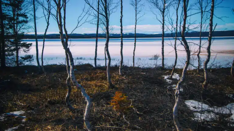 En bild tagen från en skog som blickar ut över en sjö